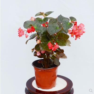 沈阳海棠花四季小叶红海棠草本庭院阳台花四季盆栽花卉花期长花卉