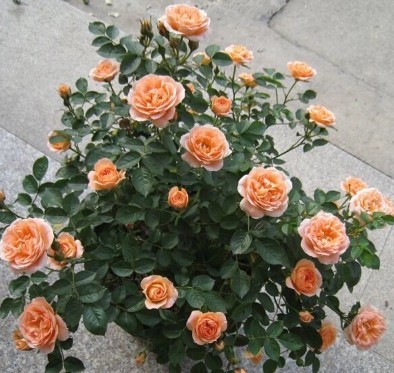 微月甜梦月季浓香阳台庭院花卉绿植月季花苗盆栽带花发货|ruв категории доставка цветов/цветок моделирования/растения садоводства, цветок/растения в горшках (новый), цветок - от Buy2taobao.com для оказания профессиональной услуги покупки агента Taobao