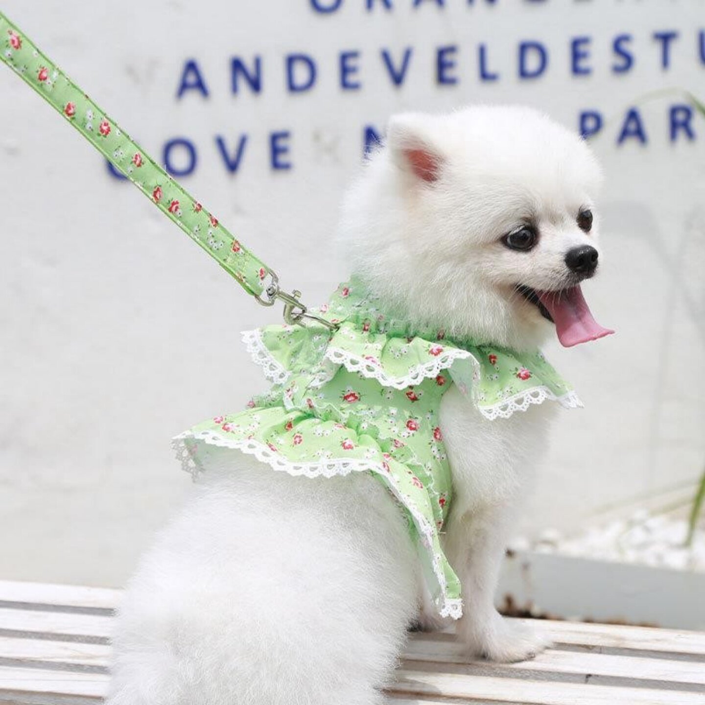 狗猫胸背带牵引蕾丝碎花牵引绳