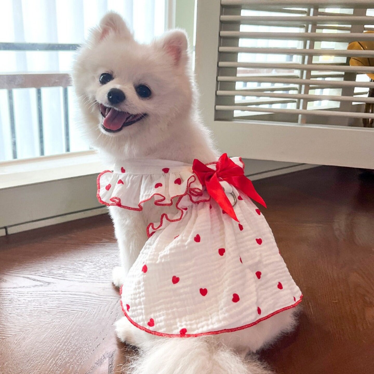 春夏薄款猫狗可牵引连衣裙