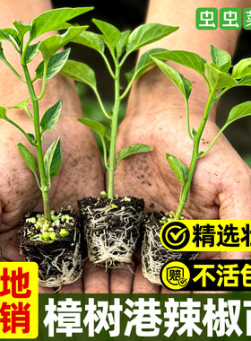 湖南正宗樟树港辣椒苗原种