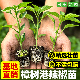 湖南正宗樟树港辣椒苗原种秧苗四季小米辣椒朝天椒螺丝椒种子批发