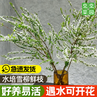 雪柳鲜枝干枝水养水培植物干支插花好活鲜花卉室内带花苞绿植龙柳