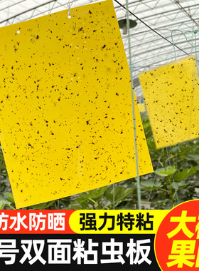 黄板粘虫双面果蝇诱捕小黑蓟马