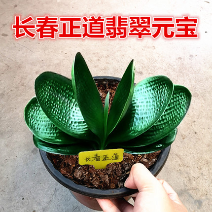 长春新款精品君子兰 翡翠元宝圆头和尚 珍珠王麻脸油匠苗盆栽花卉