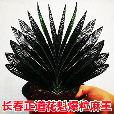 长春君子兰花魁爆粒王高端麻脸兰