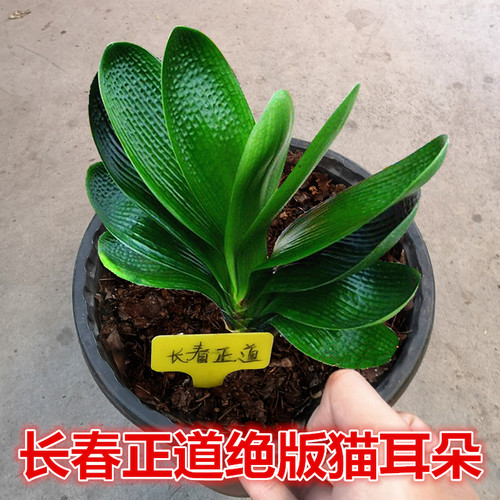 长春短叶君子兰圆头麻脸高端精品