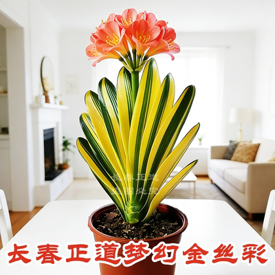 长春正道高档粉花金丝彩兰君子兰