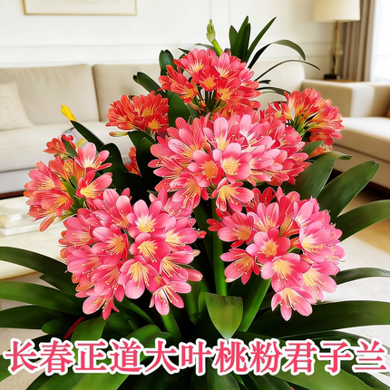 长春正道新品粉花君子兰 长叶室内观赏花卉盆栽 室内好养活绿植