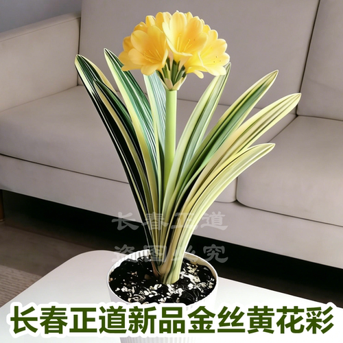 长春正道金丝黄花君子兰易养