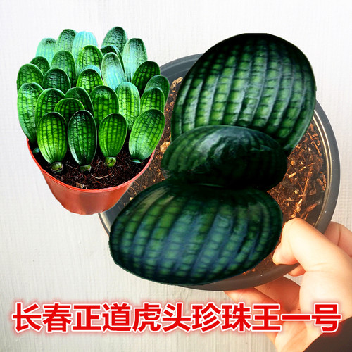 长春君子兰国宝级虎头圆头麻脸