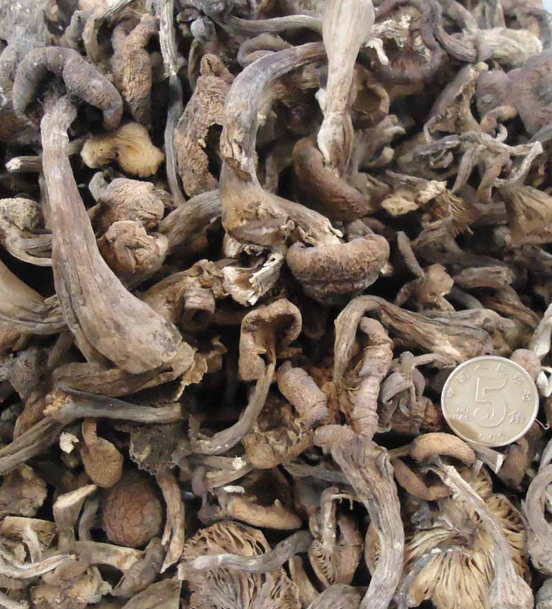 野生榛蘑菇 榛蘑散装250G自家采摘 东北小鸡炖蘑菇干货东北特产