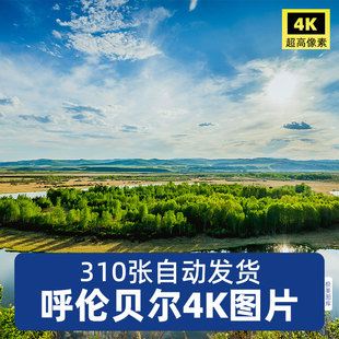 高清4K内蒙古呼伦贝尔大草原风景图片根河牛羊马群牧场摄影JPG素