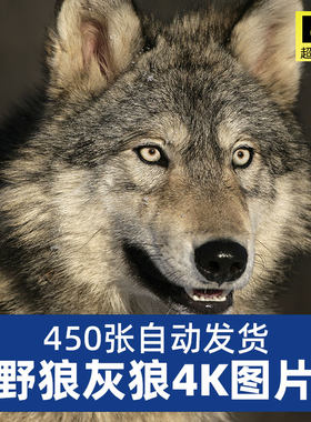 高清4K野狼大灰狼图片豺狼雪狼草原狼狼群黑狼白狼摄影JPG素材