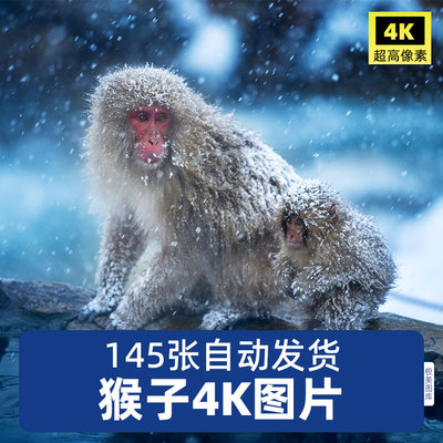 高清4K猴子猢狲猕猴狐猴猿灵长类野生动物设计摄影JPG图片素材