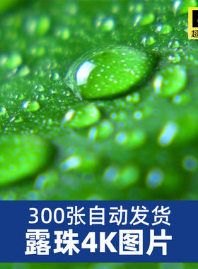 高清4K露珠露水图片青草花朵雨后水滴唯美背景微距摄影JPG素材