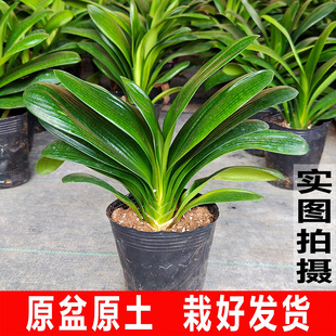 君子兰盆栽花卉老苗带花苞四季 好养室内绿植圆头和尚大苗2026爆款