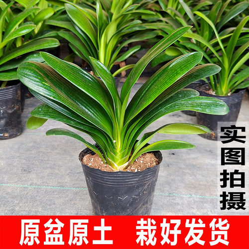 君子兰老苗原盆原土带盆栽好发货