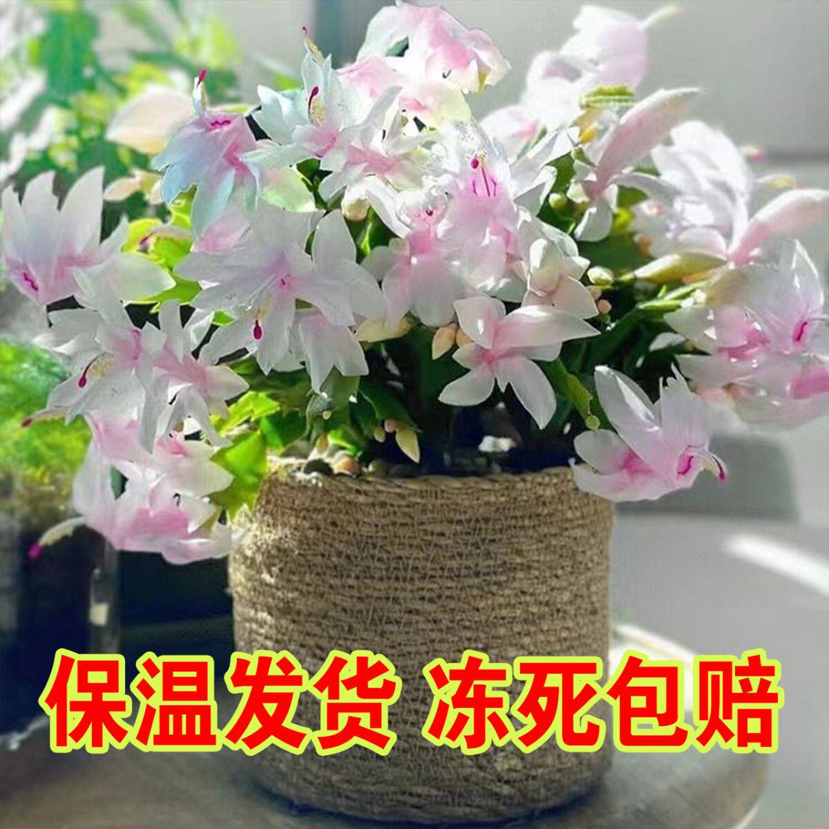白玛丽白色蟹爪兰花卉植物室内花好养带花苞冬季耐寒开花懒人植物