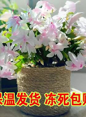 白色白玛丽蟹爪兰带盆带土发耐寒