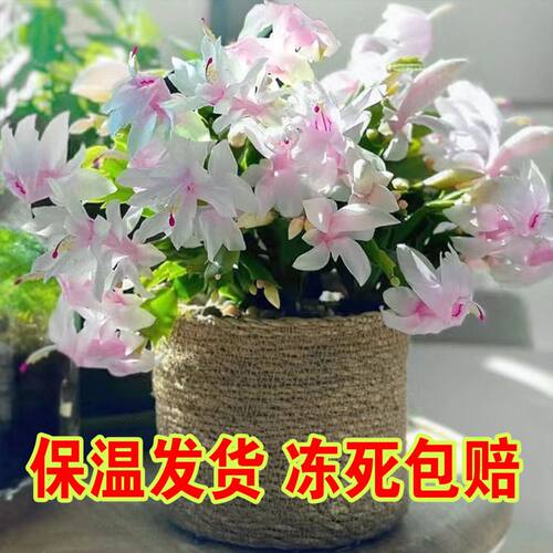 白色白玛丽蟹爪兰带盆带土发耐寒