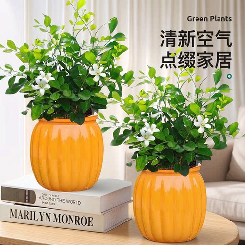 驱蚊好养水培观叶室内绿植盆栽