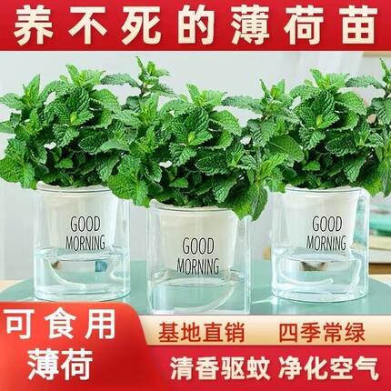 可食用新鲜薄荷苗留兰香室内盆栽清香驱蚊植物苗四季常绿新品秒杀