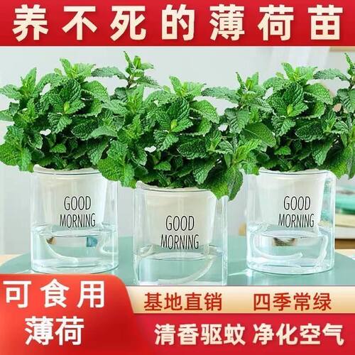可食用薄荷苗驱蚊植物净化空气