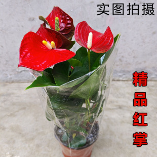红掌盆栽带花室内花卉水培植物四季好养开花办公室桌面花卉植物