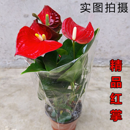 鸟语花香红掌带花盆栽四季好养