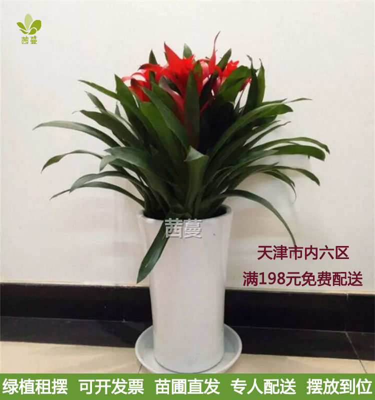 鸿运当头花卉盆栽吸甲醛办公室开花植物天津实体苗圃专人专车配送_虎窝淘