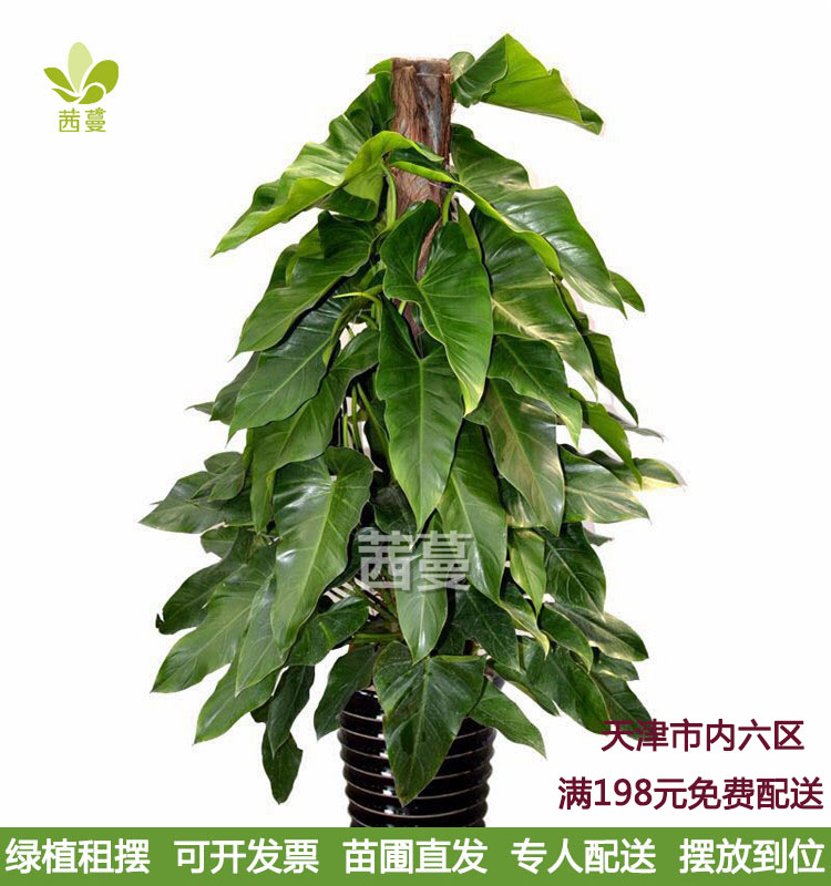 绿宝石盆栽大叶植物吸甲醛室内盆
