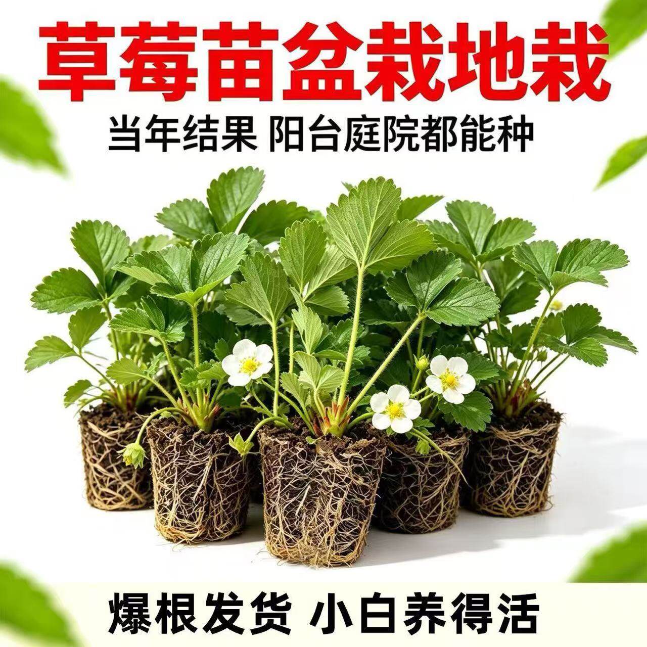 四季草莓苗盆栽带原土越雪妃当年结果食用千雪牛奶草莓秧阳台带盆