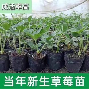 草莓苗盆栽带原盆土四季盆栽室内植物奶油草莓秧家庭阳台食用结果