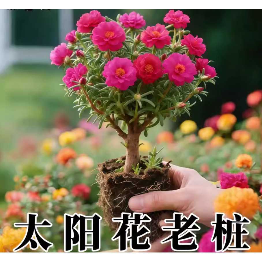太阳花老桩盆栽玫红重瓣四季开