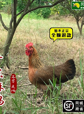 广东麻鸡农村清草走地散养土鸡农家久远老母鸡新鲜白切鸡月子现杀