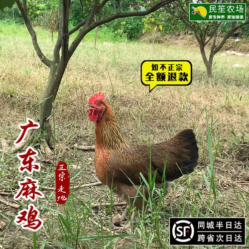 真空包装广东走地鸡五谷现杀现发