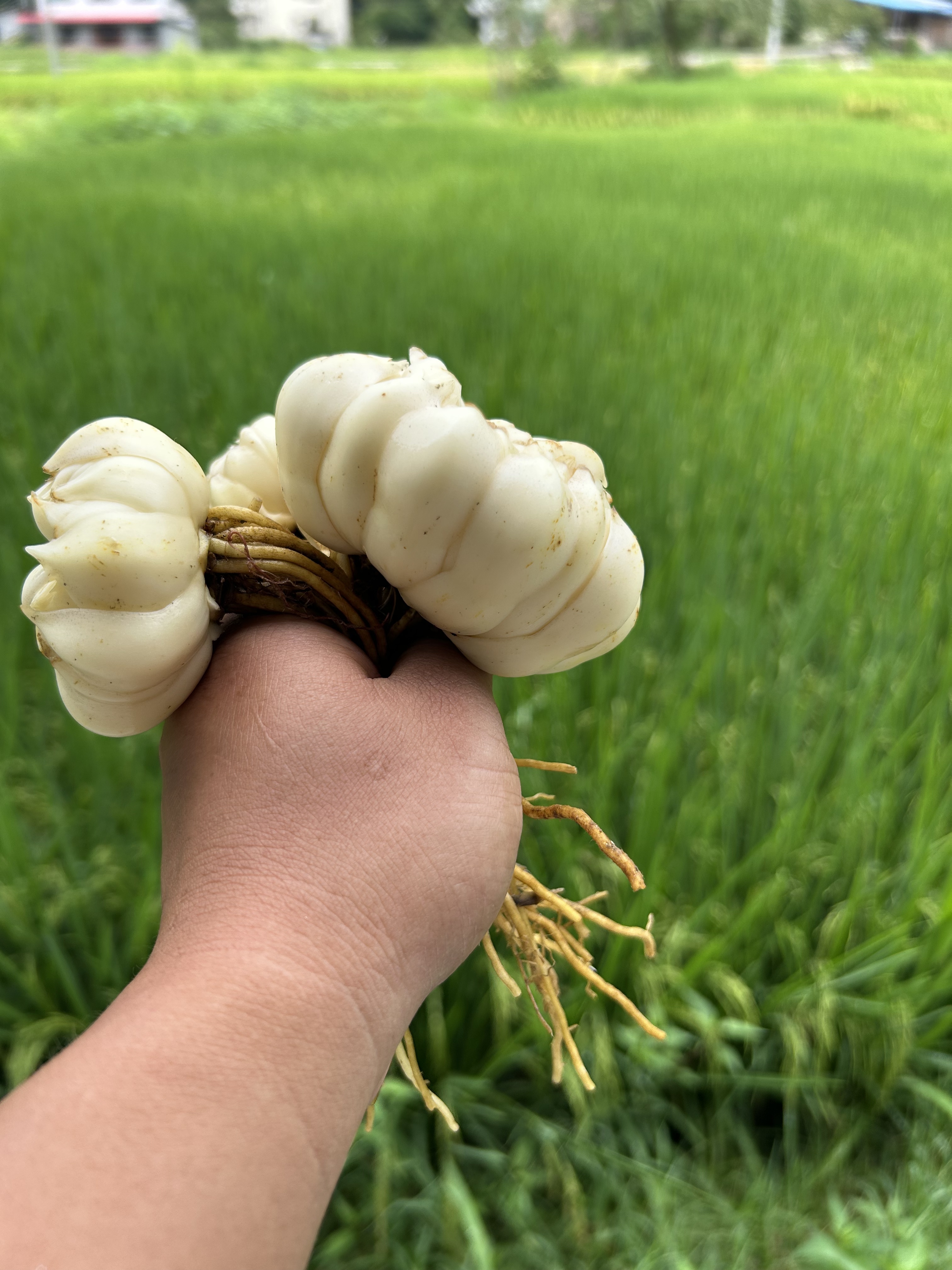 隆回龙牙百合二代种球 可吃可种 发片繁育