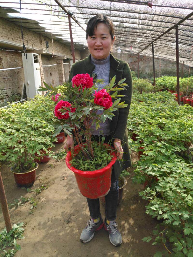 牡丹苗鲜花带花苞发货室内外阳台庭院盆栽地栽千层大花花卉  选择