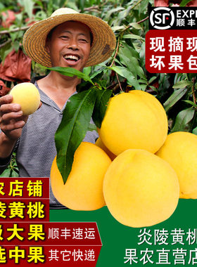 湖南炎陵黄桃果农现摘现发新鲜孕妇水果桃子5斤10斤礼盒装包邮