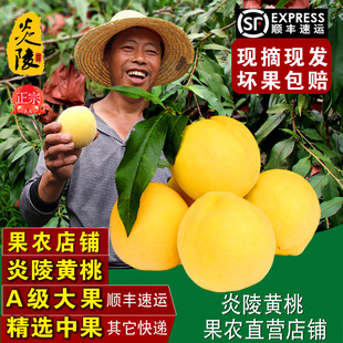湖南炎陵黄桃果农现摘现发新鲜孕妇水果桃子5斤10斤礼盒装包邮