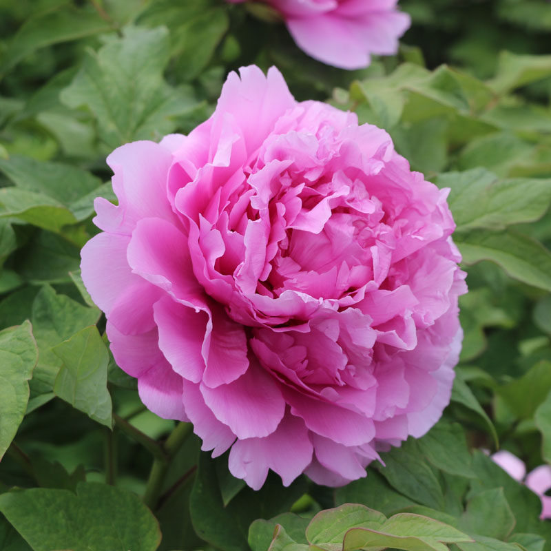 红色牡丹花苗 鲁菏红 菏泽多层重瓣大牡丹五六年庭院植物