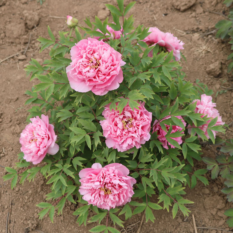 银红色牡丹花苗 银红巧对 菏泽赵楼多层重瓣丰花品种庭院阳台地栽