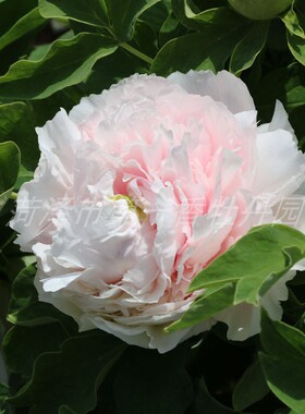 牡丹花苗粉白色  雪山青松 菏泽洛阳牡丹花苗花卉庭院空气春季