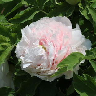 牡丹花苗粉白色 雪山青松 菏泽洛阳牡丹花苗花卉庭院空气春季
