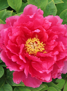 浓香红色日系牡丹花苗 杨贵妃 菏泽日系庭院阳台多层重瓣花卉玫瑰