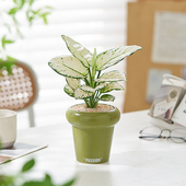 白象白如意皇后盆栽办公室内桌面植物客厅好养净化空气绿植万年青