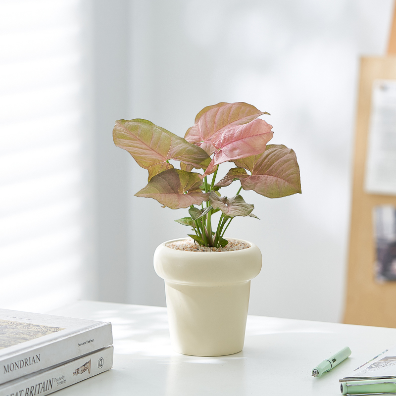 小清新ins网红绿植红粉佳人