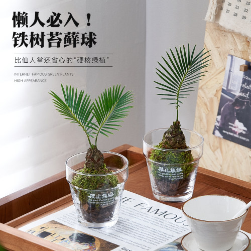 苔藓球铁树小盆栽水培植物