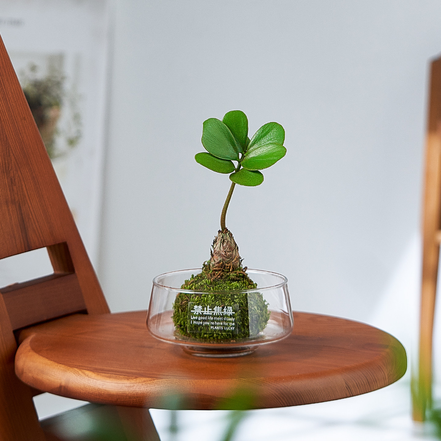老桩墨西哥铁树盆栽苔藓球四叶草水培植物室内客厅办公桌迷你绿植